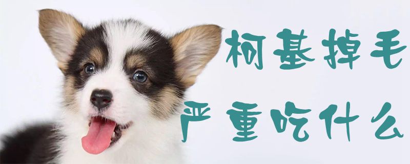 柯基掉毛严重吃什么-第1张图片 柯基掉毛严重吃什么-第1张图片
