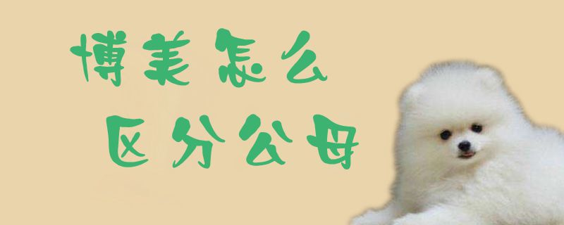 博美如何区别公母