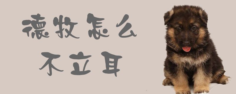 德牧怎么不立耳1