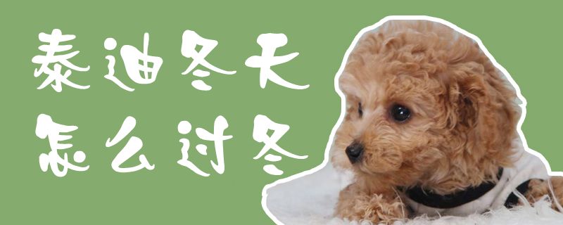 泰迪冬季如何过冬