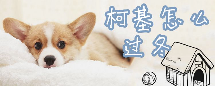 柯基怎么过冬-第1张图片 柯基怎么过冬-第1张图片