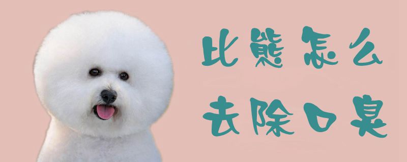 比熊如何去除口臭