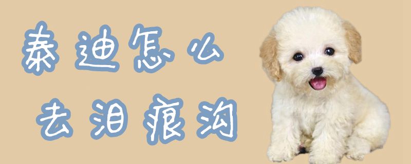 泰迪如何去泪痕沟