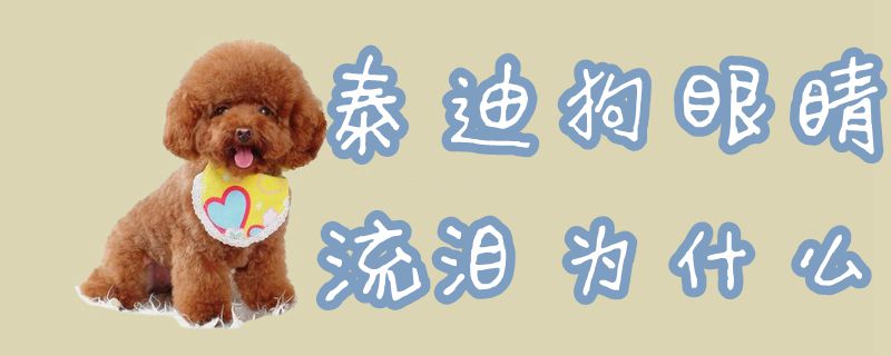 泰迪狗双眼流泪为何
