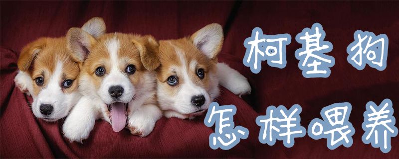 柯基狗怎样喂养-第1张图片 柯基狗怎样喂养-第1张图片