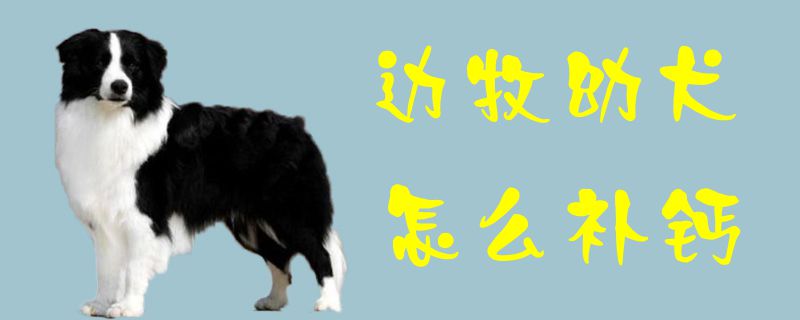边牧幼犬如何补钙