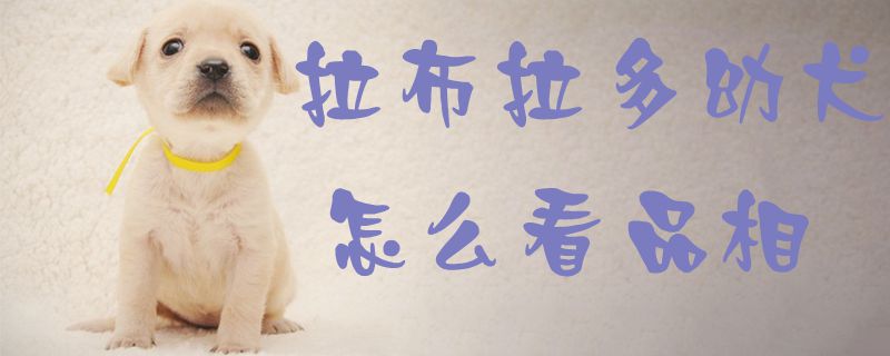 拉布拉多幼犬如何看品相