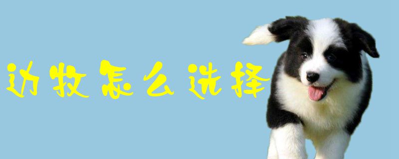 边牧如何选择