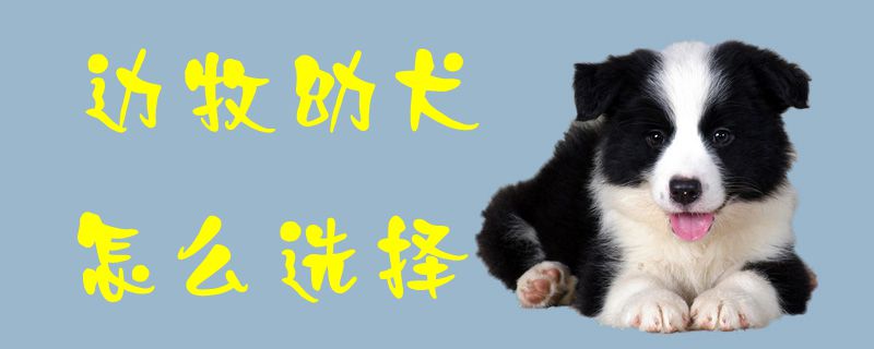 边牧幼犬如何选择