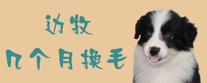 边牧几个月换毛