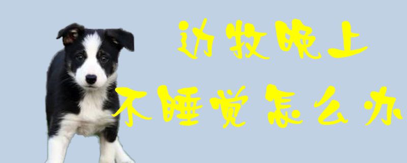 边牧晚上不睡觉如何解决