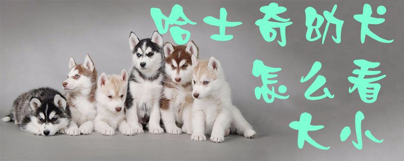 哈士奇幼犬如何看大小