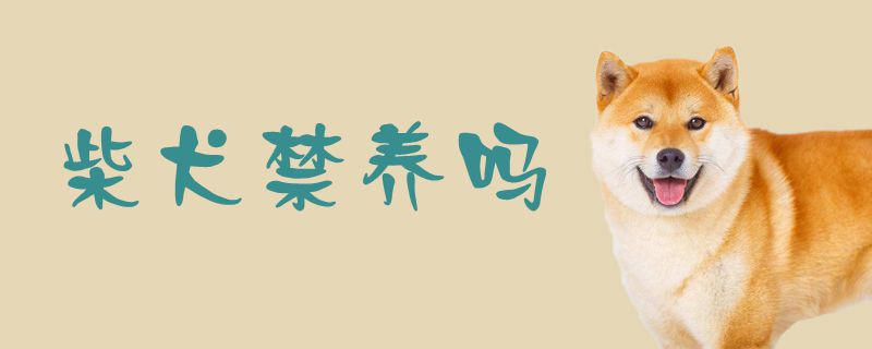 柴犬禁养吗
