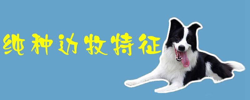 纯种边牧特点