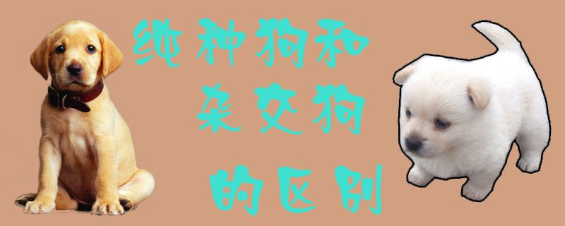 纯种狗和杂交狗有什么区别