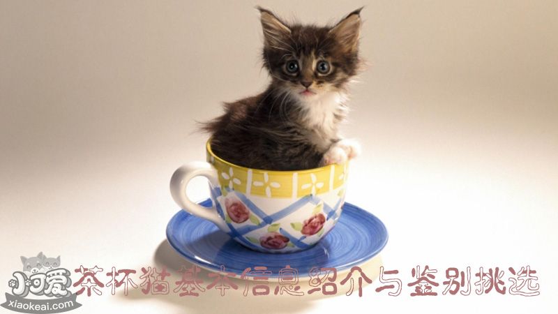 什么是茶杯猫，如何鉴别挑选茶杯猫