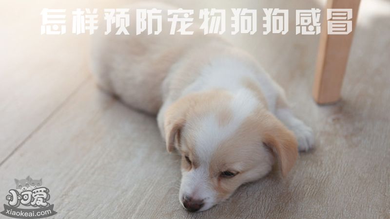 如何预防宠物狗狗感冒