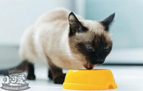 猫咪呕吐是什么原因 造成猫咪呕吐的常见原因