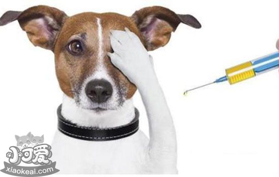 狗狗感冒和犬瘟的区别 如何准确判断狗狗感冒还是犬瘟