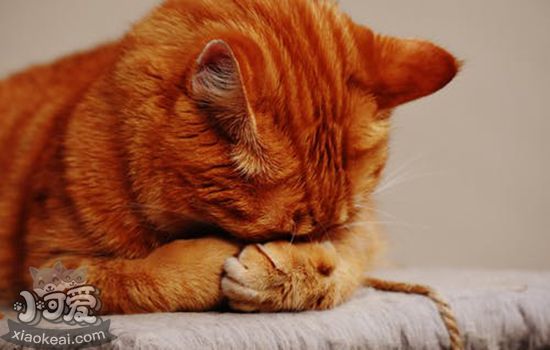猫结膜炎用什么眼药水