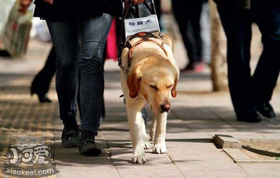 导盲犬可乘坐地铁，拒载导盲犬需要法律扫盲