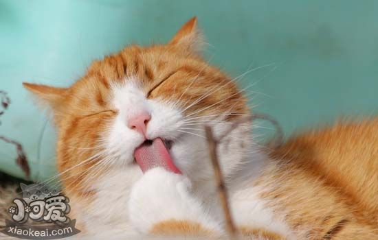 猫的舌头为什么有刺，猫为什么会舌头上有齿齿