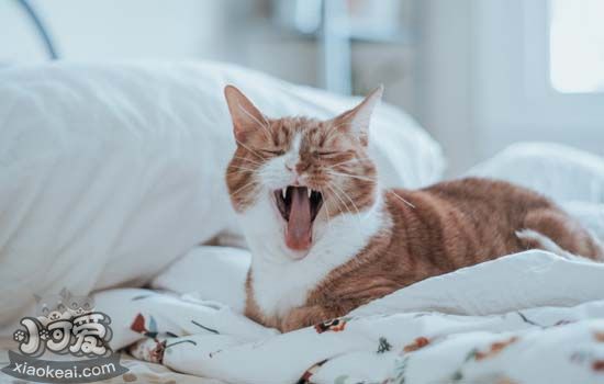 猫的舌头为什么有刺 猫为什么会舌头上有齿齿