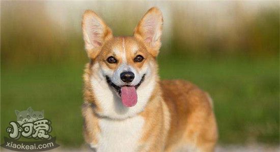 柯基是牧羊犬吗 结果叫你意想不到