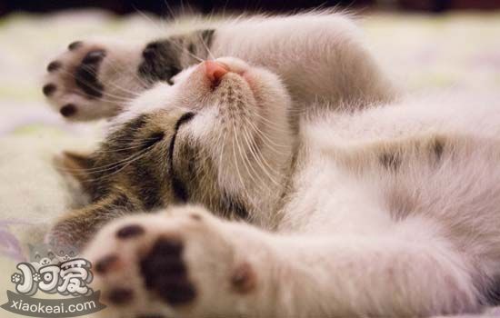 猫为什么喜欢跟人睡觉，你还不知道吗