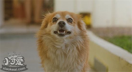 狗狗蛋蛋掉皮那种情况 如何帮助狗狗重振雄风