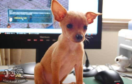 小鹿犬有哪些缺点 小鹿犬好养吗