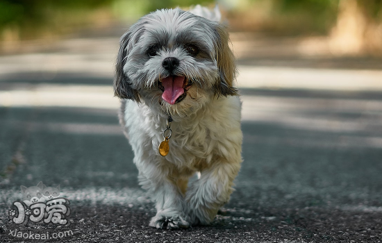 如何挑选狗狗幼犬 有四个方面应该注意！