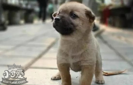 中国当地容易见到的狗品种