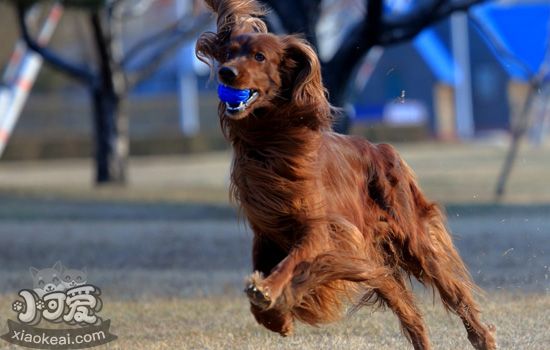 爱尔兰雪达犬怀孕吃什么