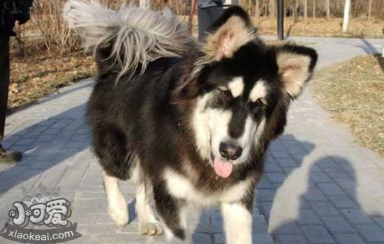 阿拉斯加雪橇犬什么时间绝育好 狗绝育有哪些好