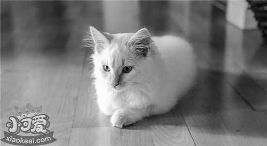 猫咪尿床是为什么，怎么改正猫咪尿床的恶习