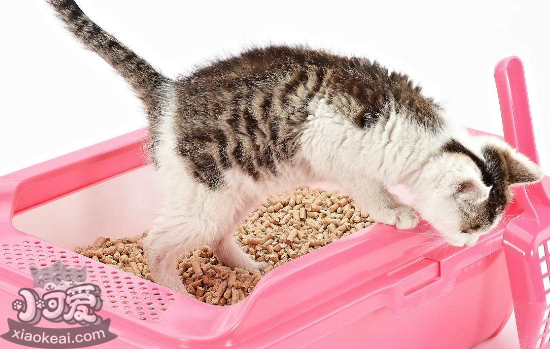 猫砂盆放哪里好 猫砂盆不宜放在哪些地方