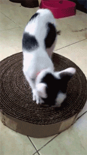 猫抓板自制 简单又方便！