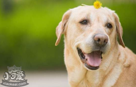 导盲犬是什么狗，认真工作的导盲犬你知道是什么品种吗？