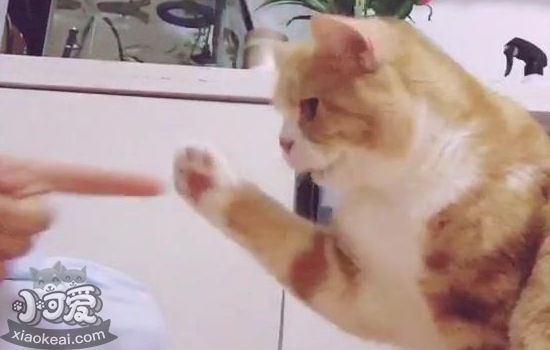 怎么训练猫握手，选来这么简单！