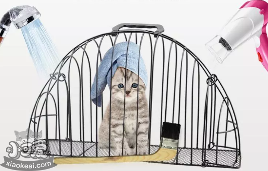 怎么给猫洗澡才安全 这篇文章教你让猫爱上洗澡