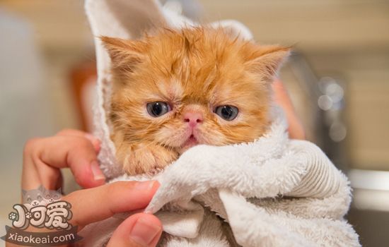 怎么帮猫洗澡不被咬 给猫洗澡有技巧