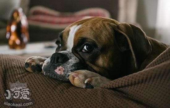 狗狗耳朵怎么清理 不经常清理可致发炎