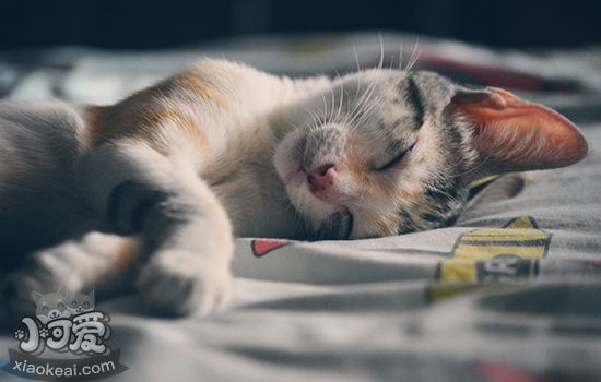 猫胺的作用 可辅助治疗猫鼻支吗