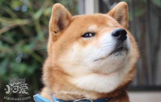柴犬例假一般多久 柴犬例假期间需要注意以下几点!-第1张图片 柴犬例假一般多久 柴犬例假期间需要注意以下几点!-第1张图片