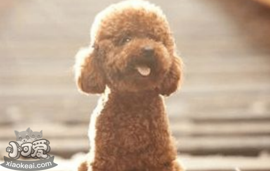 成犬粮和幼犬粮不同 你了解多少