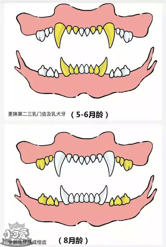 狗长牙的顺序图解狗狗长牙是几个月