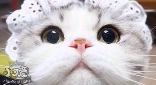布偶猫常见的五种眼科疾病，铲屎官们一定要知道