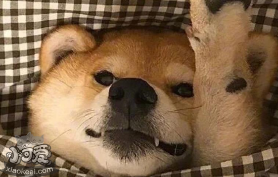 柴犬掉毛如何解决 柴犬掉毛是哪些原因引起的