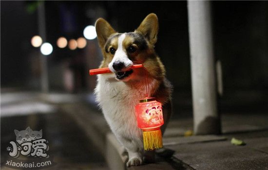 饲养柯基犬要注意什么